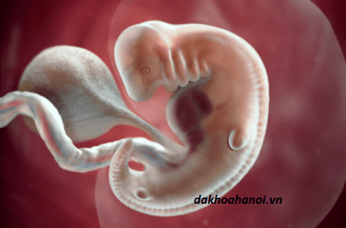 giải đáp câu hỏi thai nhi 6 tuần tuổi phát triển như thế nào