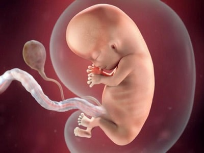 hình ảnh siêu âm thai nhi12 tuần tuổi
