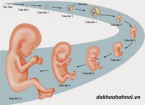 hình ảnh siêu âm thai nhi qua các tuần tuổi