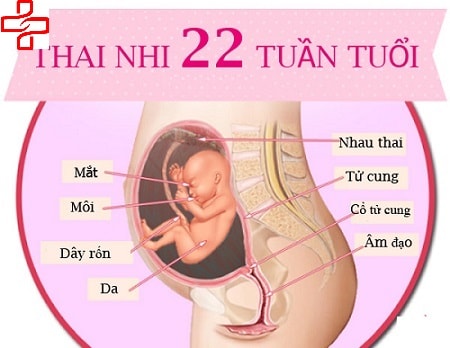 siêu âm thai nhi tuần 22