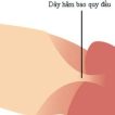 day-ham-bao-quy-dau-la-gi
