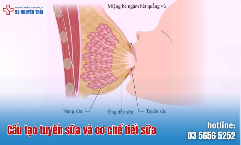 Cấu tạo tuyến sữa và cơ chế tiết sữa