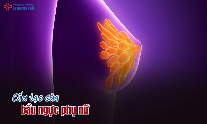 Cấu tạo của bầu ngực phụ nữ